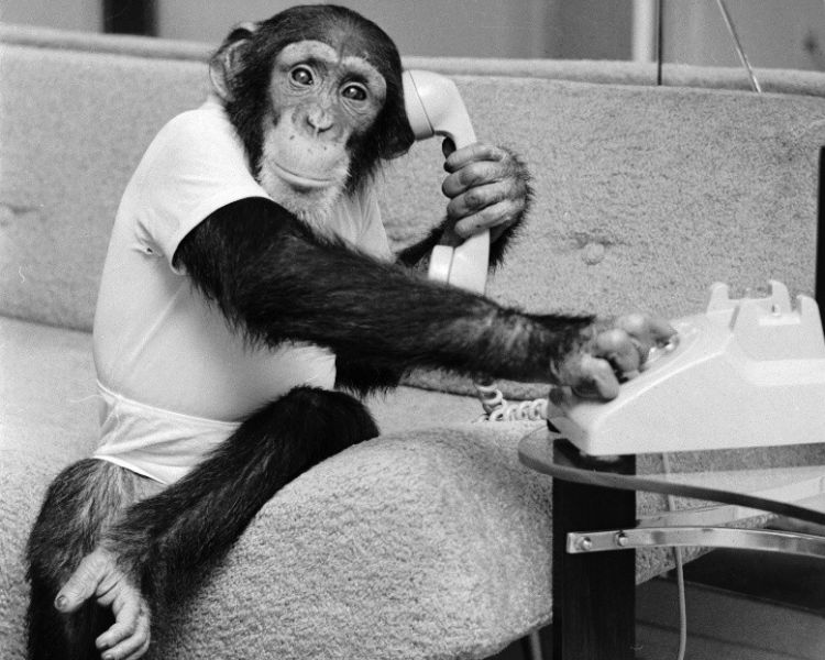 Monkey making a phone call